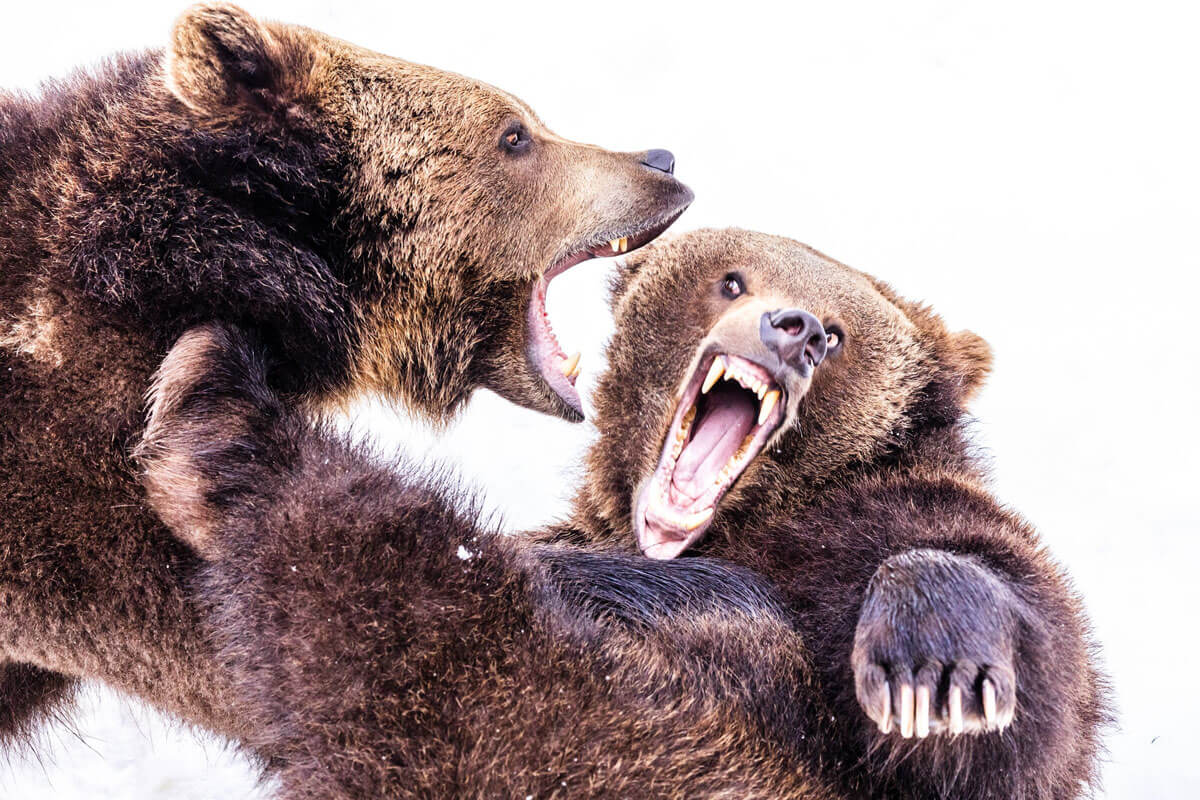 two brown bears fighting with each other