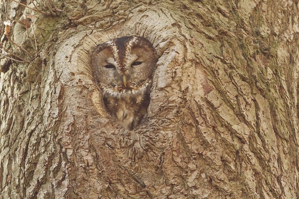 Brown owl sitting inside a hole in a tree